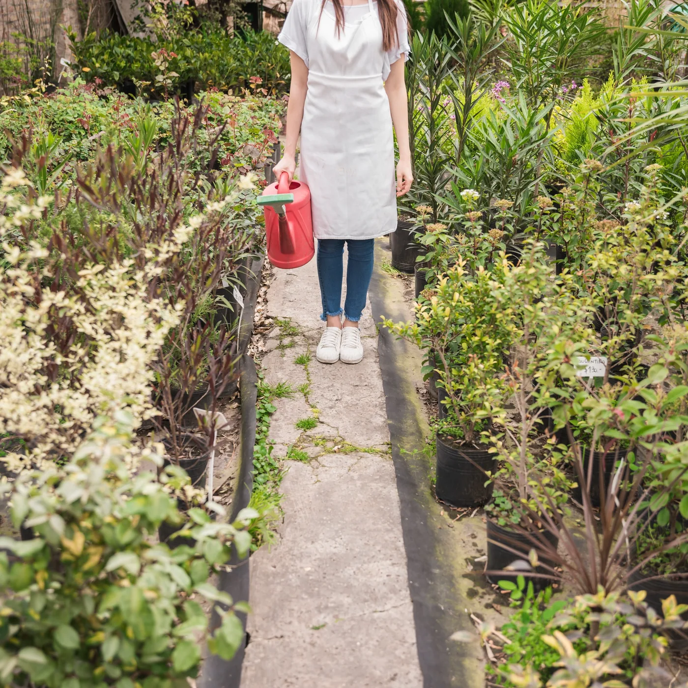 A pathway through a garden
