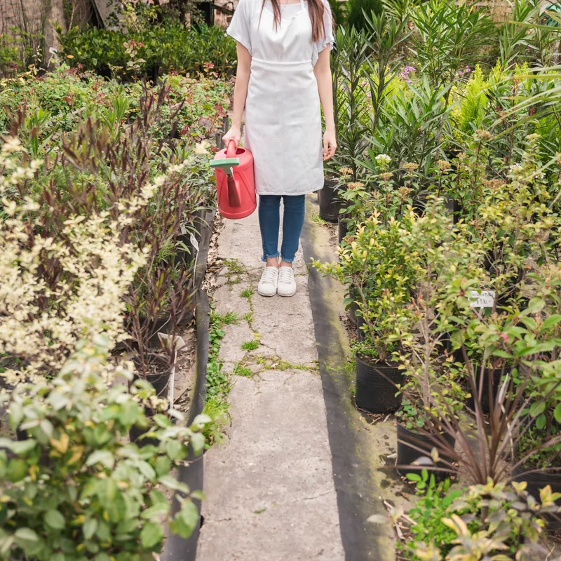 Garden pathway between plants